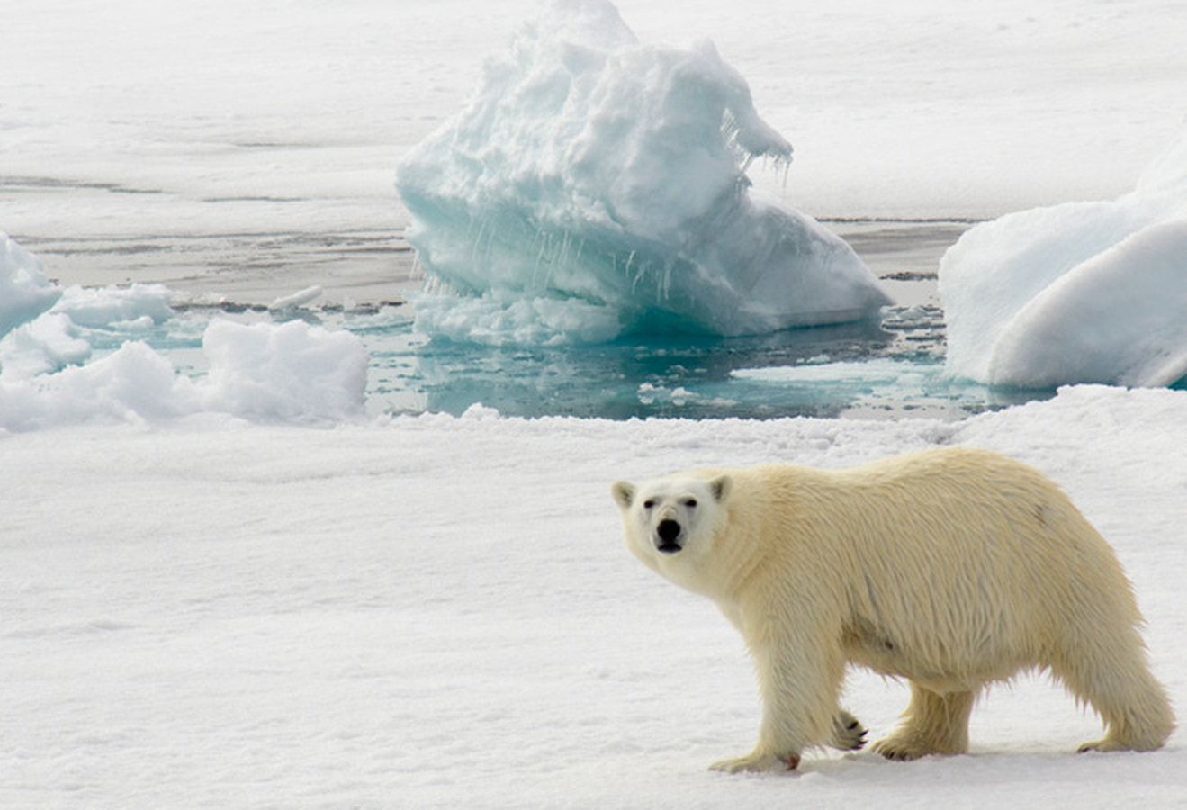 Medlemstur til Svalbard - mars 2020